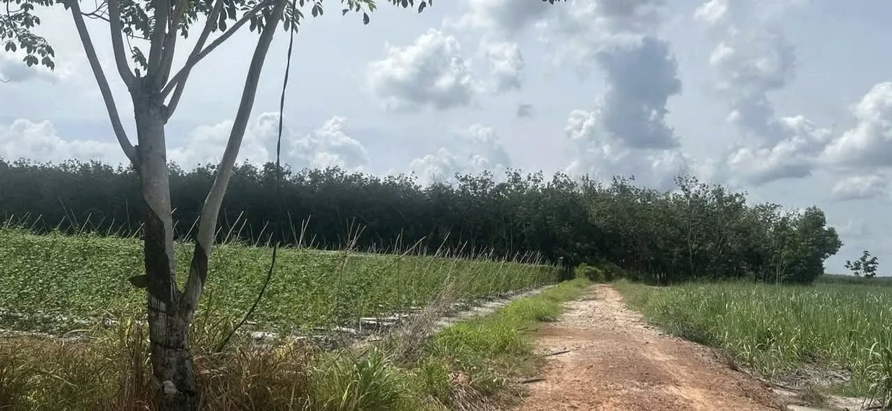 Đất nền Thạnh Tây, Tân Biên 10,000m² giá 950 triệu - Tiềm năng đầu tư lớn!