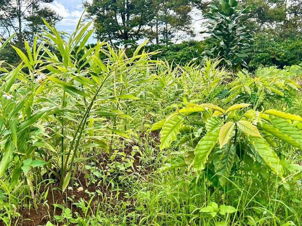 Đất nền Lộc Tân Bảo Lộc 2,3 xào giá chỉ 1,1 tỷ - Sổ đỏ chính chủ!