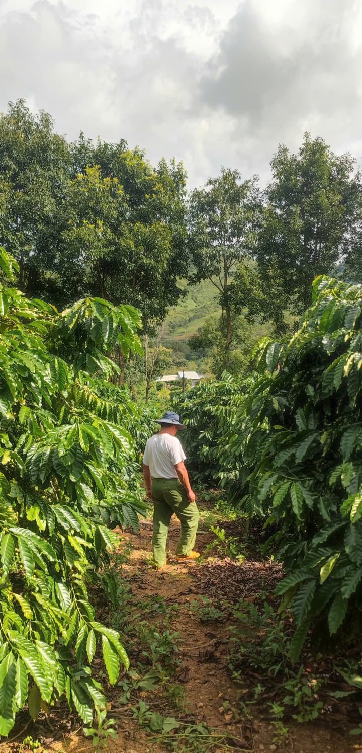 Farm Tân Lập Kon Rẫy 20.000m² giá 4 tỷ - Đầu tư sinh lời ngay!