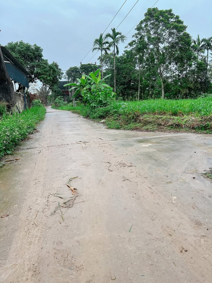 Đất nền Vĩnh Quang, Vĩnh Lộc 653m² - Mặt tiền 50m, gần tiện ích!