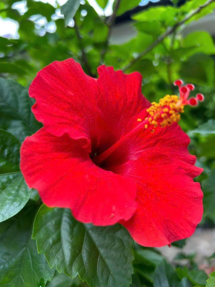 Nhà mặt tiền đường 15, Phước Bình, Thủ Đức 22m² giá 4.1 tỷ - Cơ hội đầu tư sinh lời!