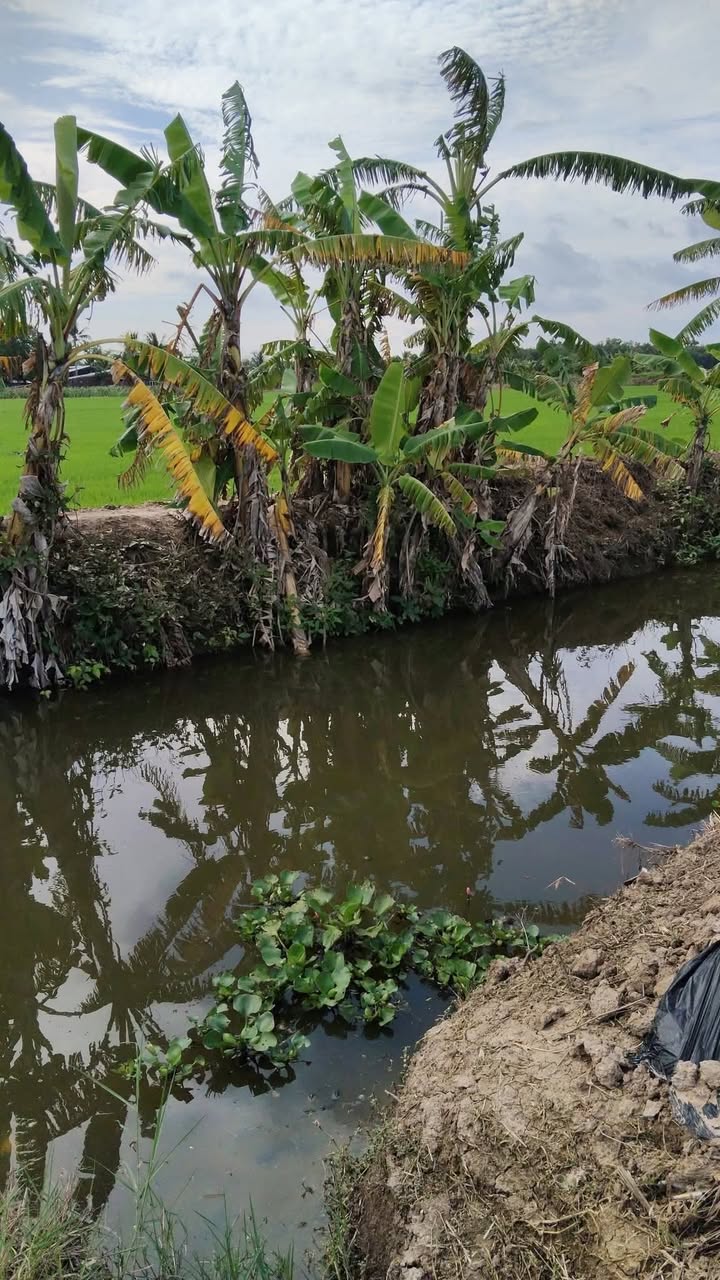 Đất mặt tiền kênh 1500m² giá 750 triệu - Cơ hội đầu tư tuyệt vời tại Sóc Trăng!