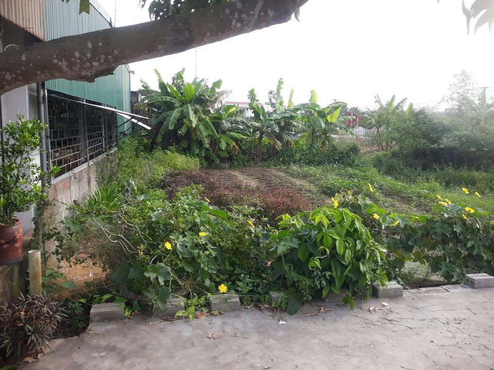 Đất nền 200m² mặt đường 219, xã Thanh Tân, Kiến Xương - Cơ hội đầu tư hấp dẫn!