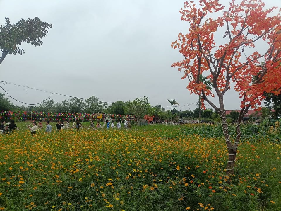 Đất thổ cư 114m² tại Tiền Hải - Đầu tư sinh lời - Giá mềm chỉ từ 7xx triệu