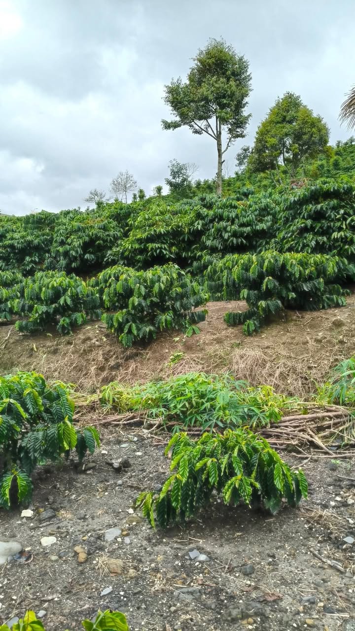 Đất nền 1ha Tân Thanh, Lâm Hà giá 4.3 tỷ - Pháp lý rõ ràng, đầu tư tiềm năng!