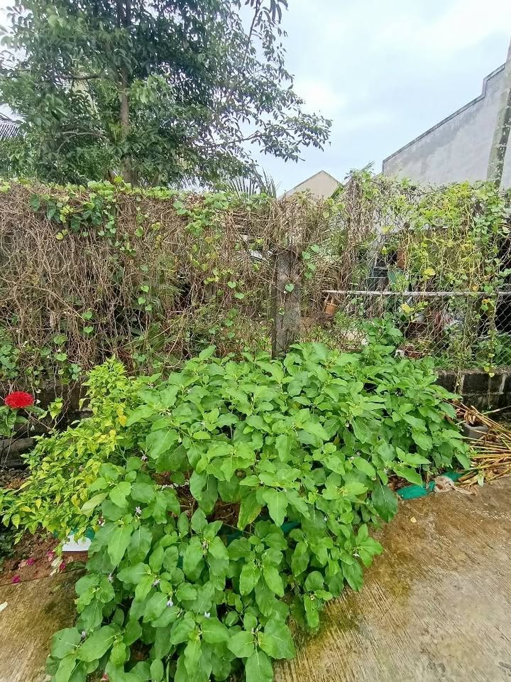 Đất thổ cư Phong Nẫm Phan Thiết 131m² giá 1 tỷ - Đường rộng ô tô vào tận nơi!