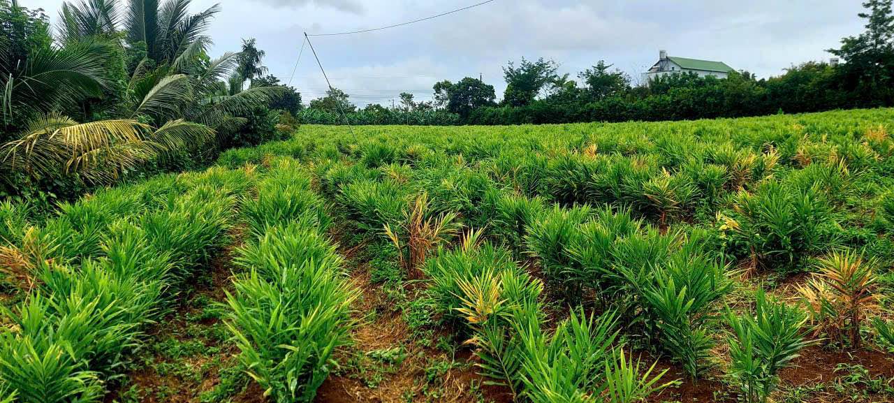 Đất nền Bảo Lâm 1471m² giá 2.5 tỷ - Mặt tiền nhựa, gần chợ Lộc Đức!