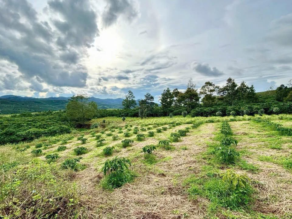 Đất nền 2300m² xã Lộc Tân Bảo Lộc giá 1.1 tỷ - Sổ đỏ chính chủ sẵn sàng giao dịch!