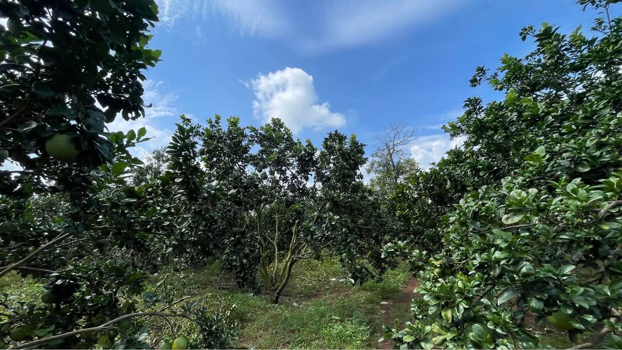 Đất vườn bưởi xã Dầu Giây 2012m² giá chỉ 2.4 tỷ - Cơ hội đầu tư tuyệt vời!