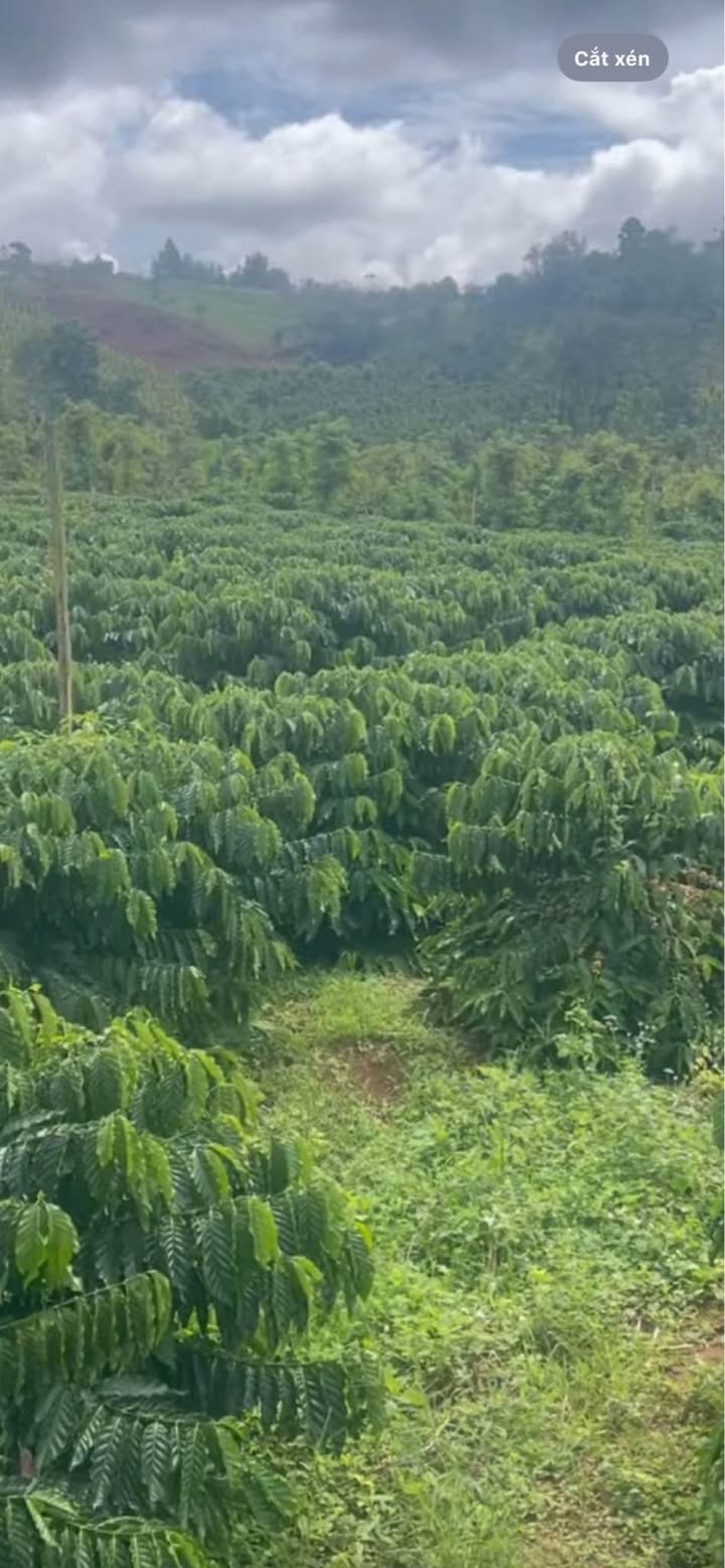 Đất nền 2160m² tại Tân Lâm Bảo Lộc giá 1.5 tỷ - Đầu tư sinh lời ngay!