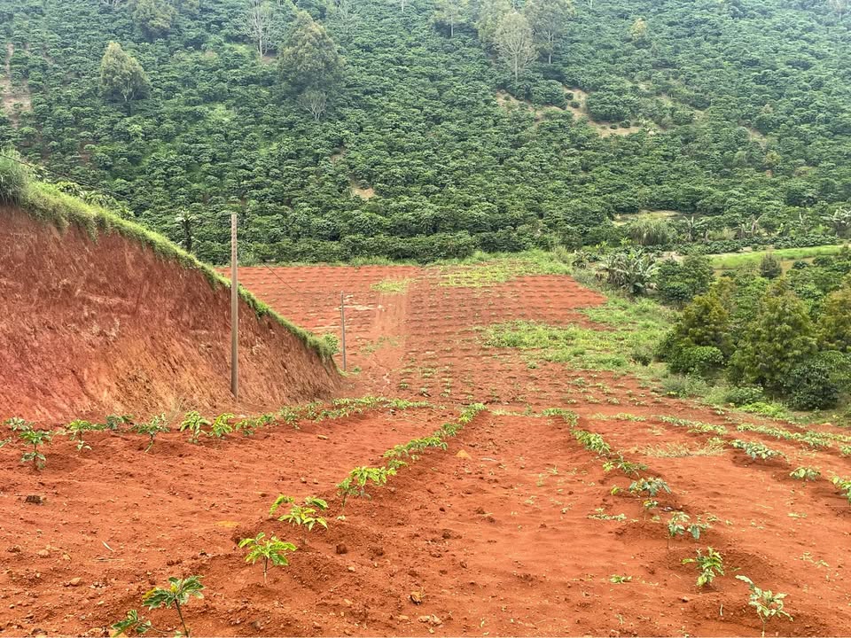 Đất nền Tân Thượng, Di Linh 9500m² giá 3.2 tỷ - Đầu tư lý tưởng!