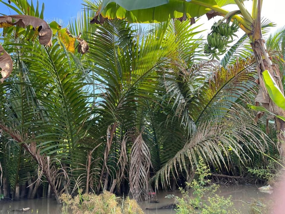 Đất nền Mỹ Khánh Phong Điền 310m² giá 440 triệu - Cơ hội đầu tư hấp dẫn!