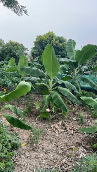 Đất nền Ba Trại - Ba Vì 1000m² giá 2 tỷ - Đầu tư sinh lời tuyệt vời!