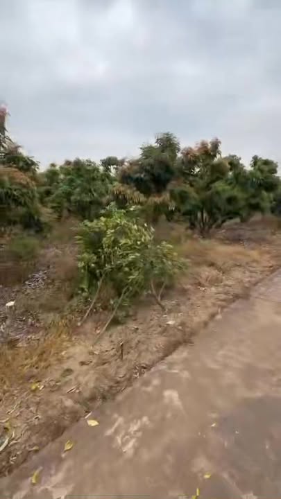 Đất Farm Hồng Giang Lục Ngạn 3728m² giá chỉ 3 tỷ - Tiềm năng đầu tư lớn!