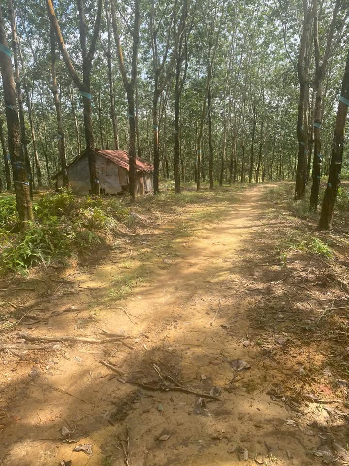 Đất nền Bù Đăng, Bình Phước 18,000m² giá thỏa thuận - Cơ hội đầu tư tuyệt vời!