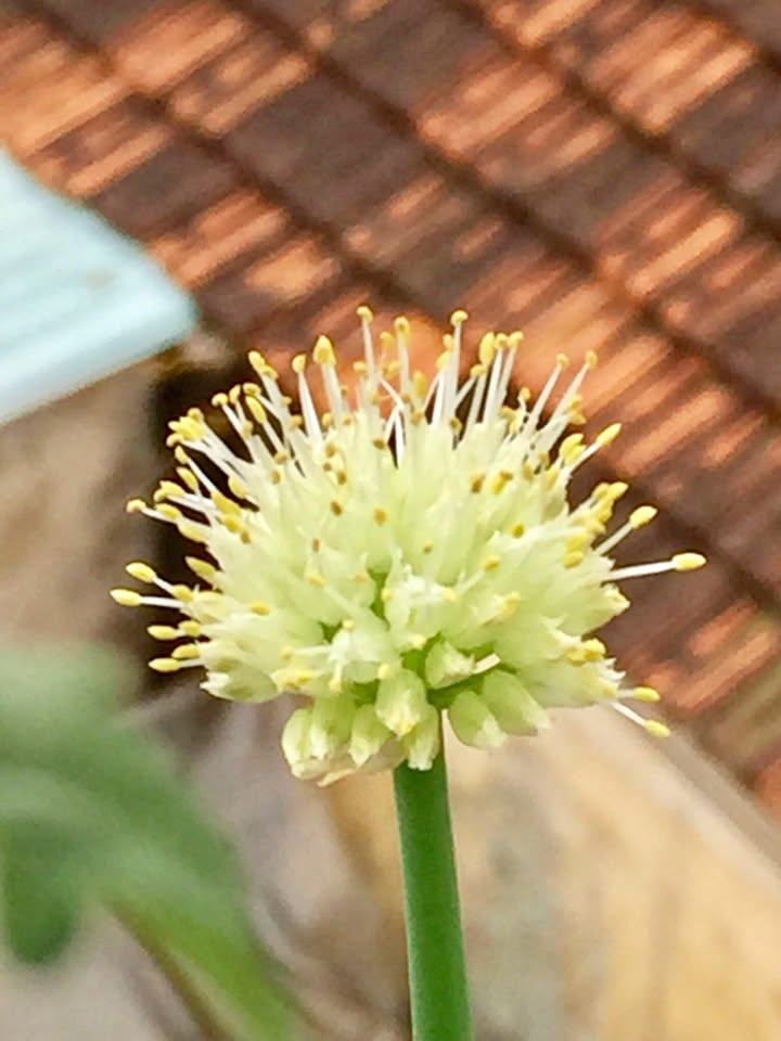 Nhà 3 tầng mặt tiền đường Bình Hòa 10, 81m² - Full nội thất, sẵn sàng vào ở!