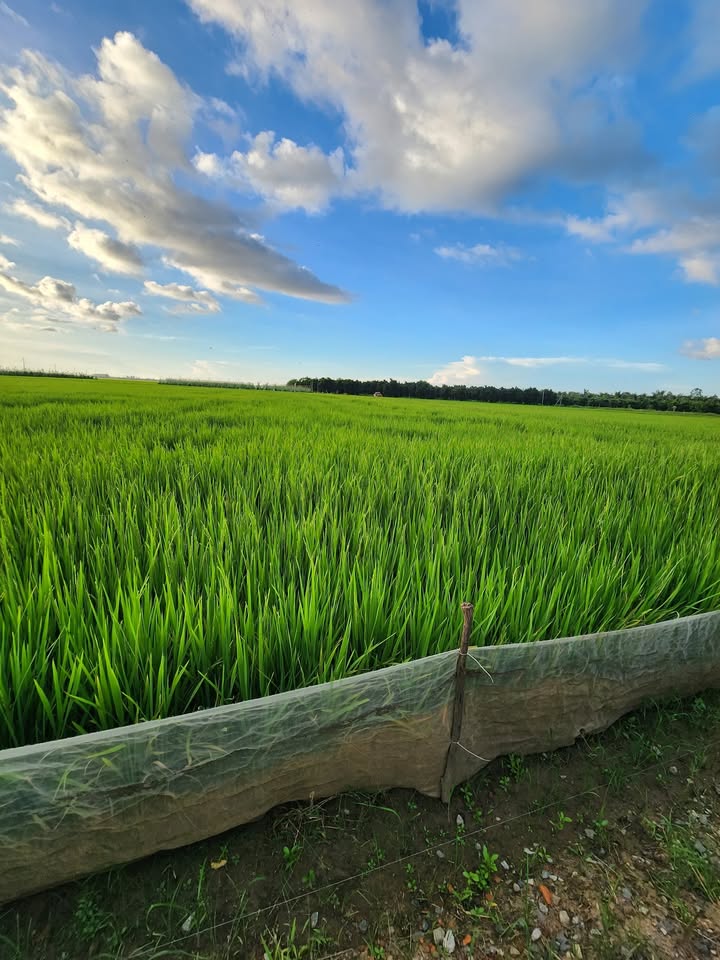 Đất lúa 6000m² tại đường Cộ số 5, Tân Châu, An Giang - Giá chỉ 2.4 tỷ VND