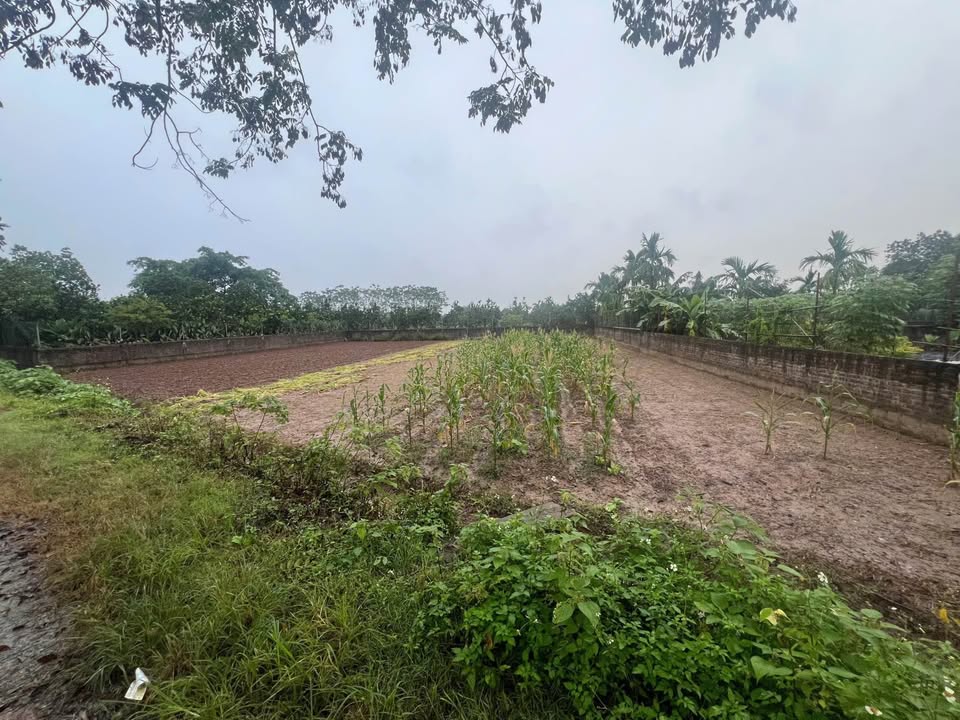 Lô đất Sài Sơn, Quốc Oai 144m² giá chỉ 500 triệu - Đường ô tô vào tận nơi!