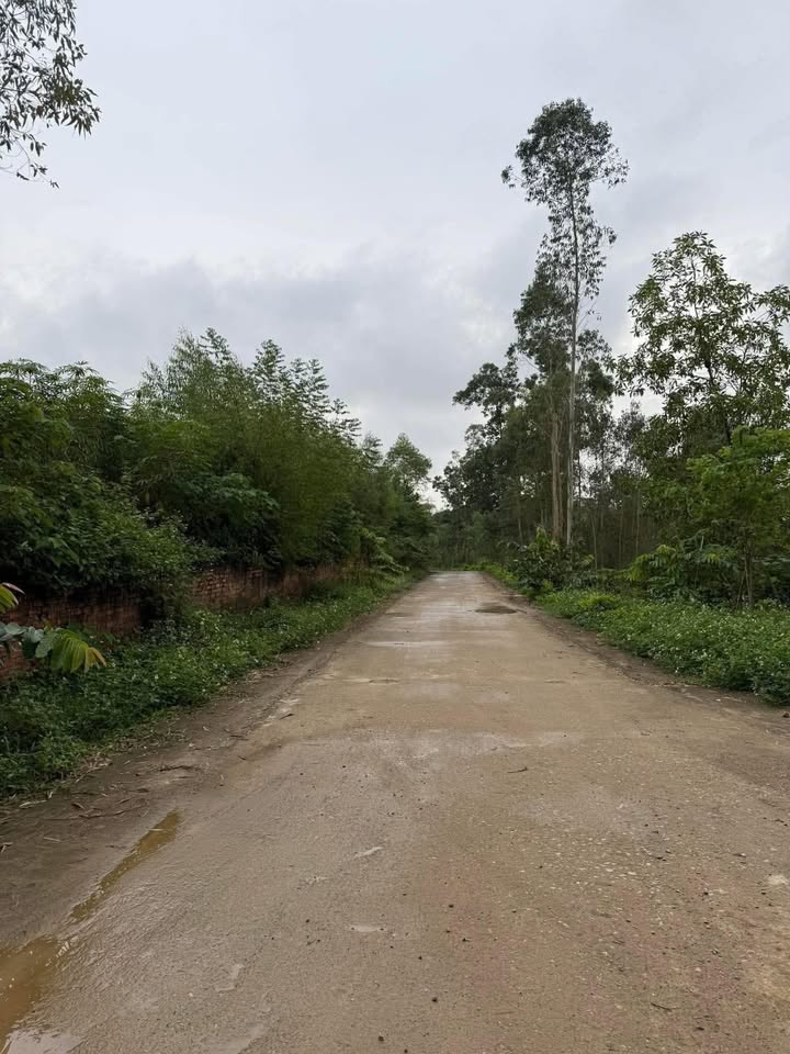 Đất rừng sản xuất 13.000m² tại xã Lập Thạch, Vĩnh Phúc - Giá cả thỏa thuận hấp dẫn!