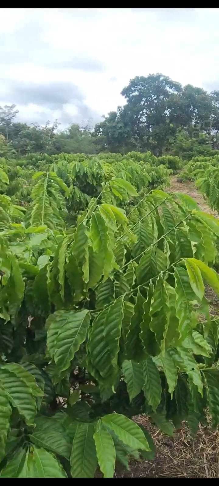 Đất nền Quảng Hiệp, Cư M'gar 3000m² giá chỉ 490 triệu - Đầu tư sinh lời ngay!