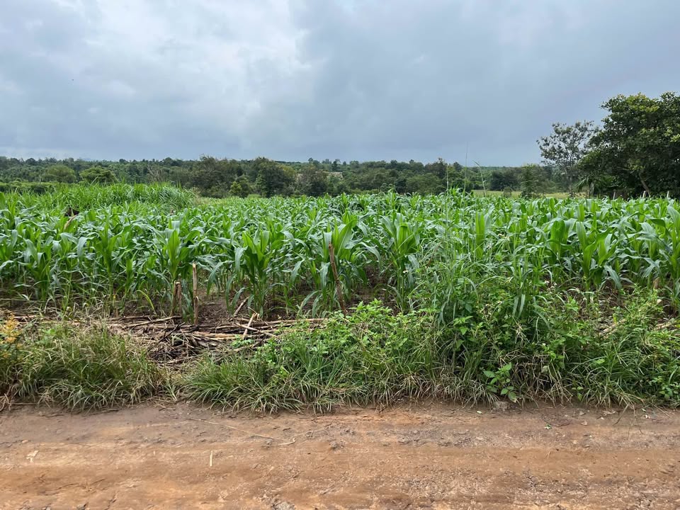 Đất nền xã Ea Tiêu, Cư Kuin 140m² giá 375 triệu - Cơ hội đầu tư hấp dẫn!