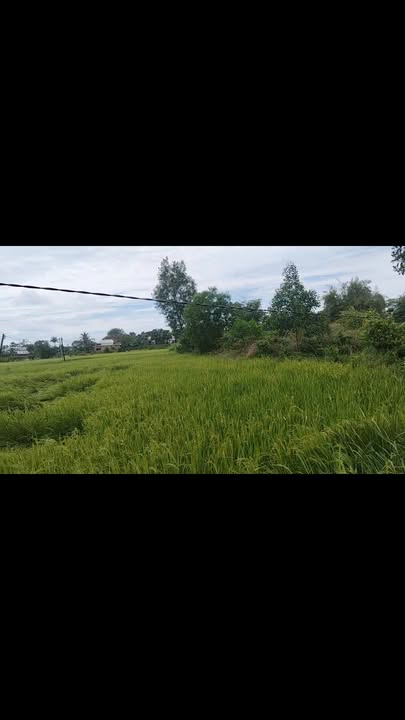 Đất thổ cư 250m² tại ấp Tân Lập, Bến Cầu - Chỉ 260 triệu, gần vòng xoay xã mới!