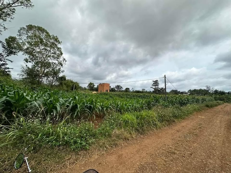 Đất thổ cư 10800m² mặt tiền đường Nguyễn Thi - Giá chỉ 1.7 tỷ!