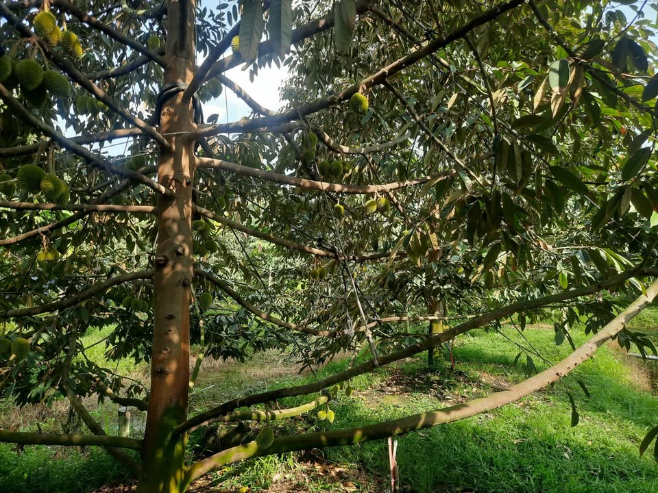 Đất thổ cư 300m² tại Nhơn Ái, Phong Điền - Giá 4.99 tỷ - Đầu tư sinh lời ngay!