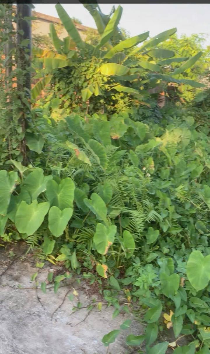 Đất Kha Lâm - Kiến An 83m² giá 1.1 tỷ - Sổ đỏ chính chủ, ngõ rộng 3m!