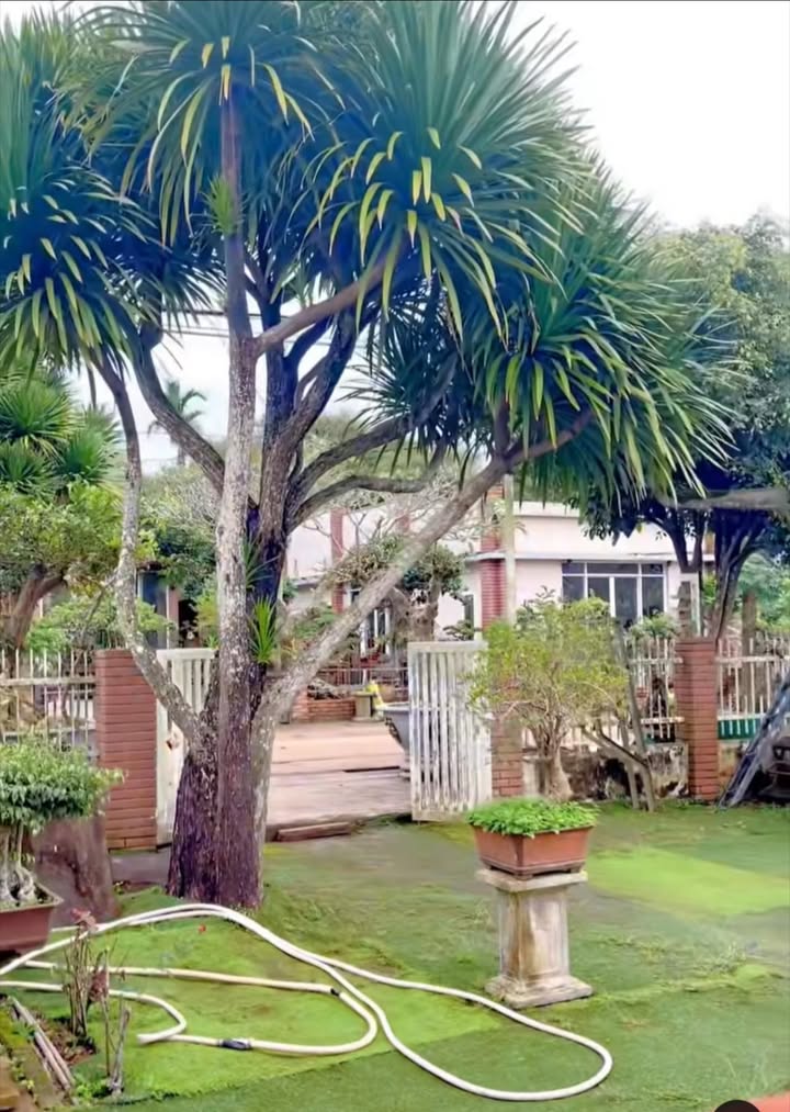 Bán nhà mặt tiền Trần Nhật Duật, Buôn Hồ 432m² giá 1.642 tỷ - Vị trí kinh doanh đắc địa!