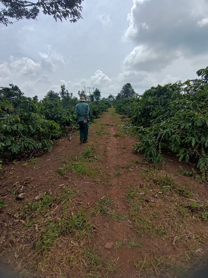 Đất thổ cư 1600m² tại Buôn Hồ, giá chỉ 1 tỷ - Sổ hồng chính chủ!