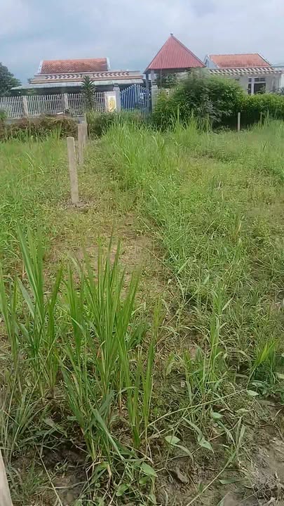 Đất nền ấp Bình Khương 1, Chợ Gạo, 100m² - Sổ hồng riêng, giá chỉ 200 triệu!