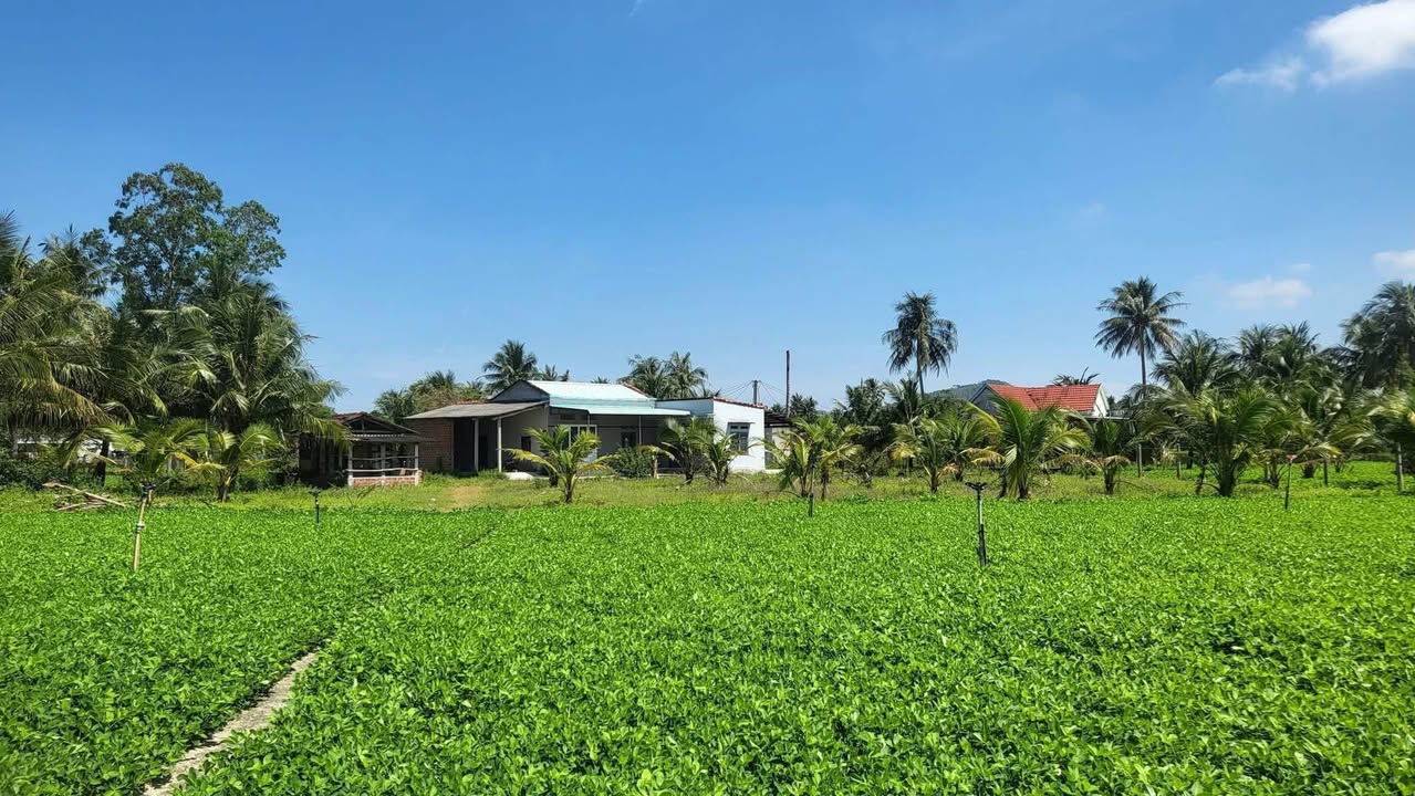 Nhà vườn 2500m² tại Hội Vân, Phù Cát - Giá chỉ 1.2 tỷ, sẵn sàng cho bạn!