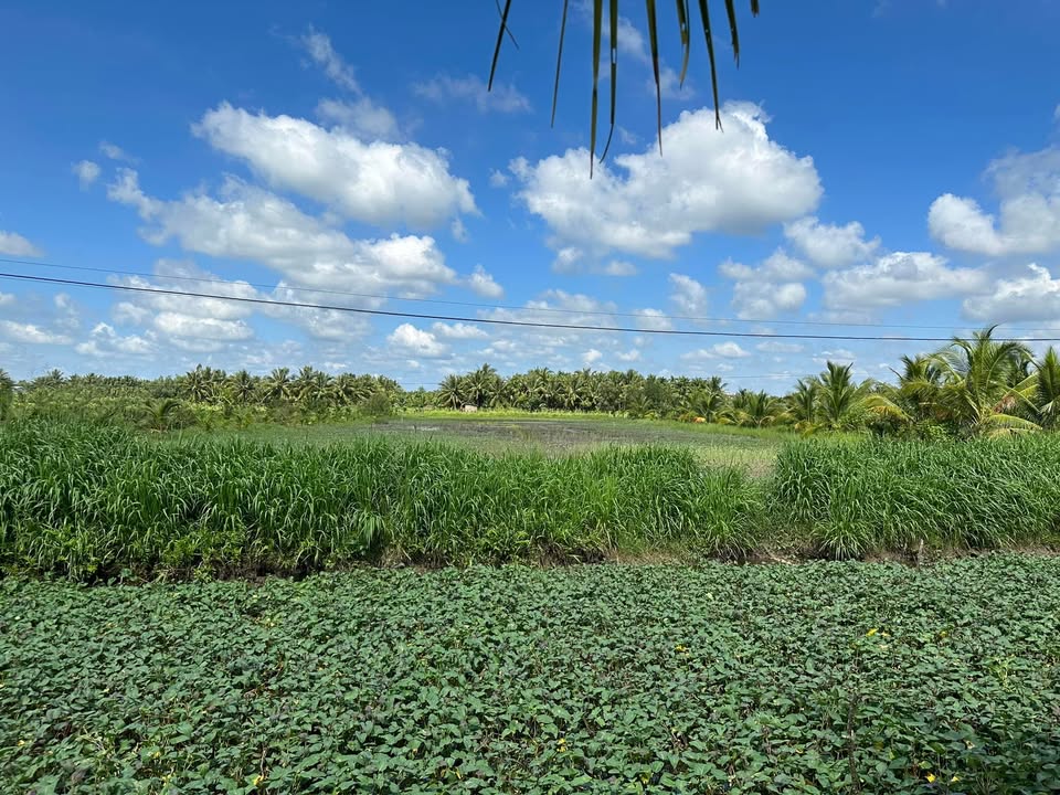 Bán đất nông nghiệp mặt tiền kênh 4805m² - Tiềm năng đầu tư lâu dài!