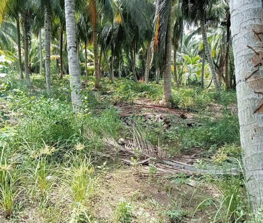 Đất thổ cư 4000m² tại Thanh Tân, Mỏ Cày Bắc - Giá 8 tỷ, Sổ đỏ chính chủ!