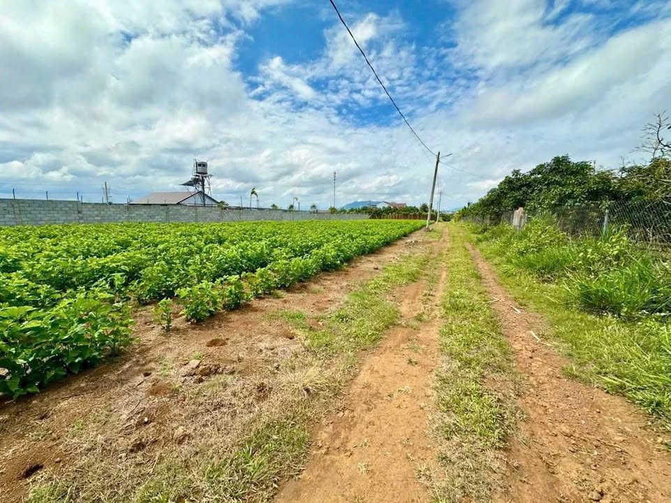 Đất nền đẹp tại hẻm 02 Tản Đà, Bảo Lộc 226m² - Giá chỉ 1.28 tỷ có thương lượng!