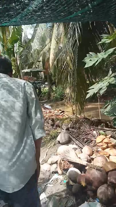 Farm 25.000m² tại Phong Thạnh, Cầu Kè - Giá chỉ 4 tỷ, cơ hội đầu tư tuyệt vời!