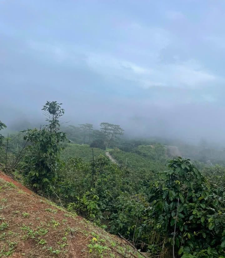 Đất nông nghiệp 3200m² tại Xuân Trường, Đà Lạt - Giá chỉ 3.84 tỷ - Đầu tư lý tưởng!