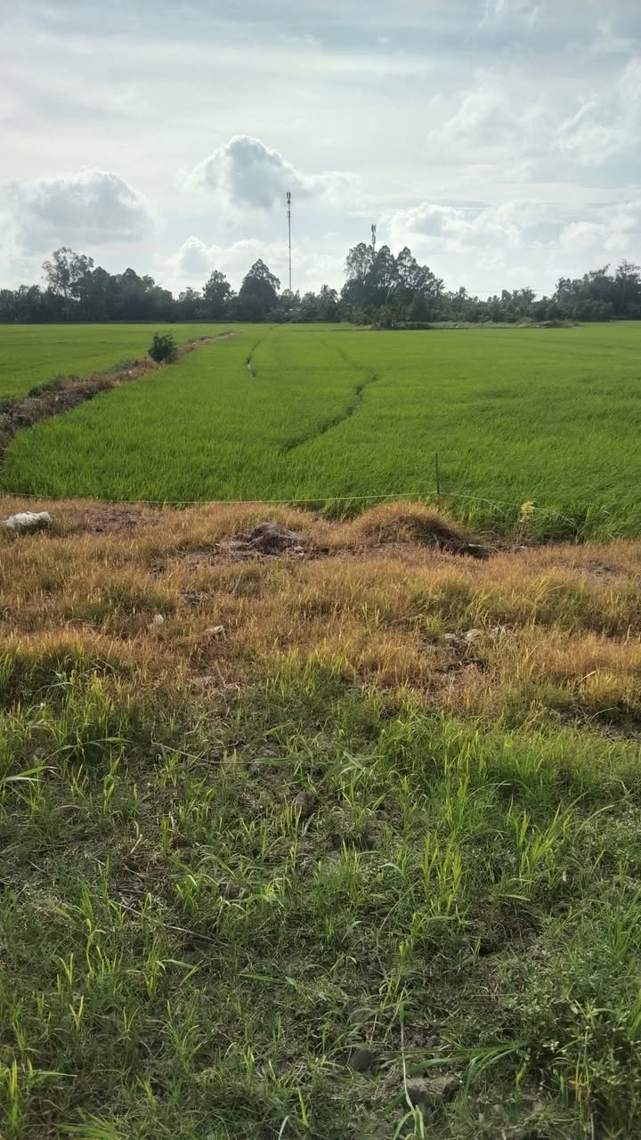 Đất nền 6.178m² xã Thới Đông, Cờ Đỏ, giá 705 triệu - Đầu tư sinh lời ngay!