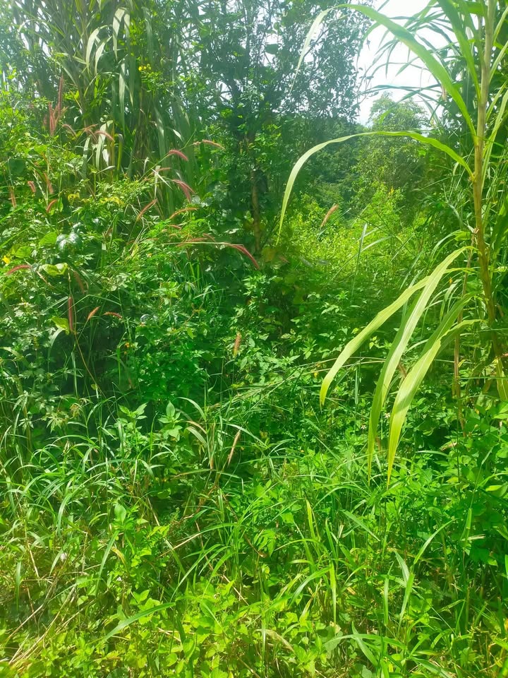 Đất nền 1ha thôn 8 Ea Nam, huyện Ea H'leo giá 3.6 tỷ - Đầu tư sinh lời ngay!