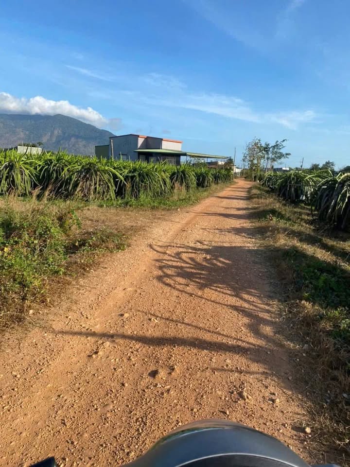 Đất nền Tân Lập, La Gi 2250m² giá 56.25 tỷ - Sổ đỏ chính chủ, thương lượng tốt!