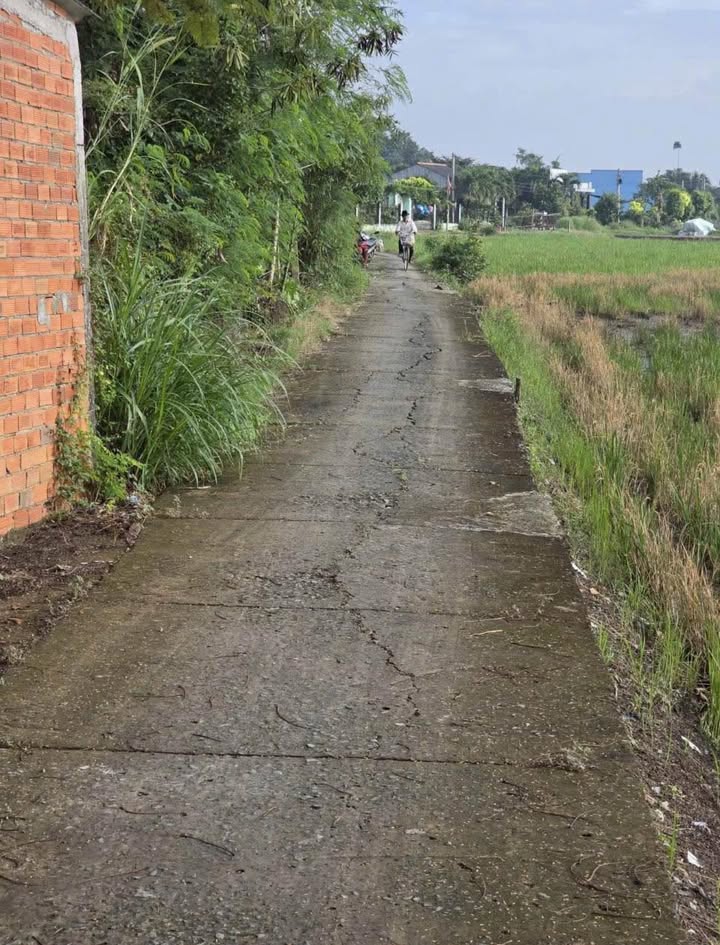 Đất nền Tân Tây Gò Công Đông 2056m² giá chỉ 490 triệu - Cơ hội đầu tư hấp dẫn!