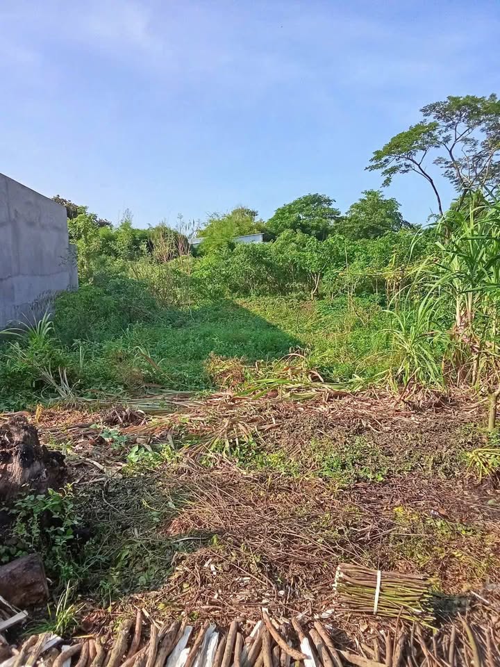 Đất nền xã Hòa Bình Chợ Mới 115m² giá 290 triệu - Đầu tư sinh lời hấp dẫn!