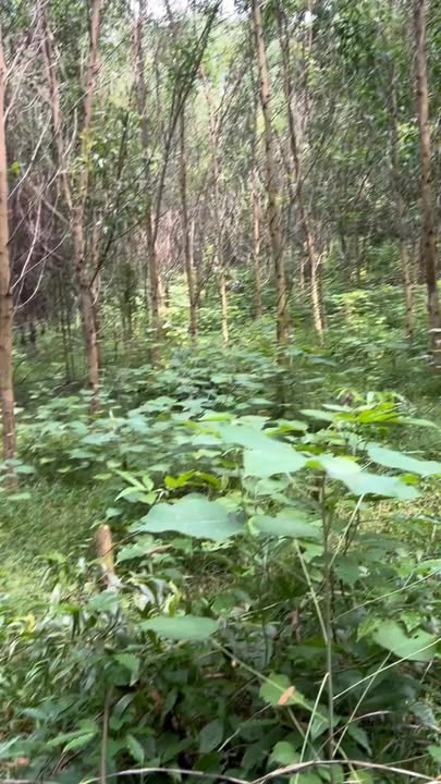 Đất đồi 3,5ha tại Hùng Xuyên, Đoan Hùng - Cơ hội đầu tư hấp dẫn!