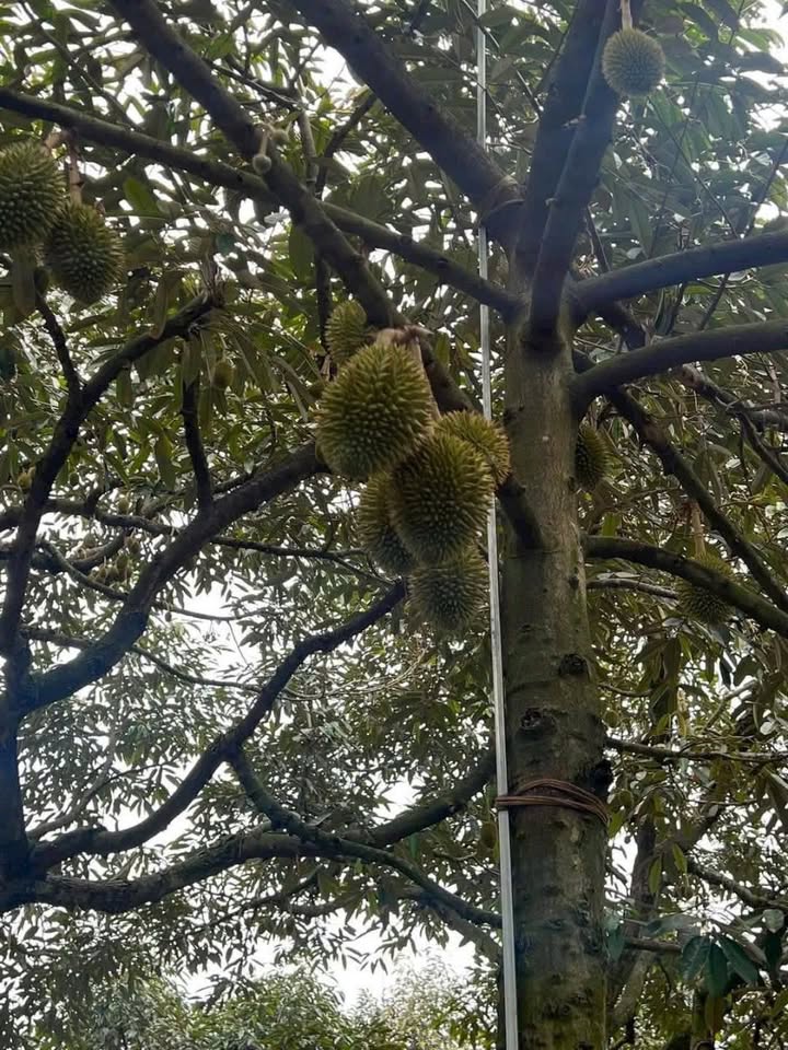 Đất sầu riêng 1000m² giá 700 triệu - Đầu tư sinh lời tại Chợ Lách