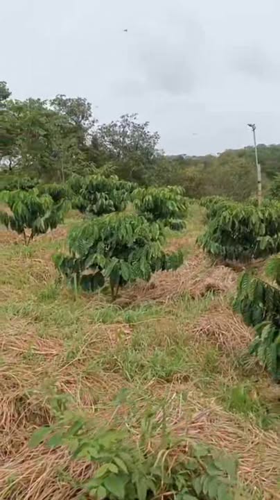 Farm Đắk Sôr 12.000m² giá 1.55 tỷ - Tiềm năng đầu tư lớn!