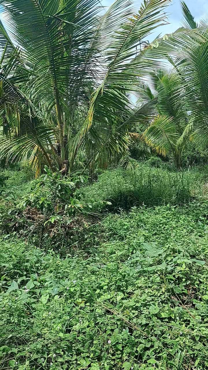 Đất nền xã Tân Thuận Bình, Chợ Gạo 500m² giá 1.25 tỷ - Đầu tư sinh lời ngay!