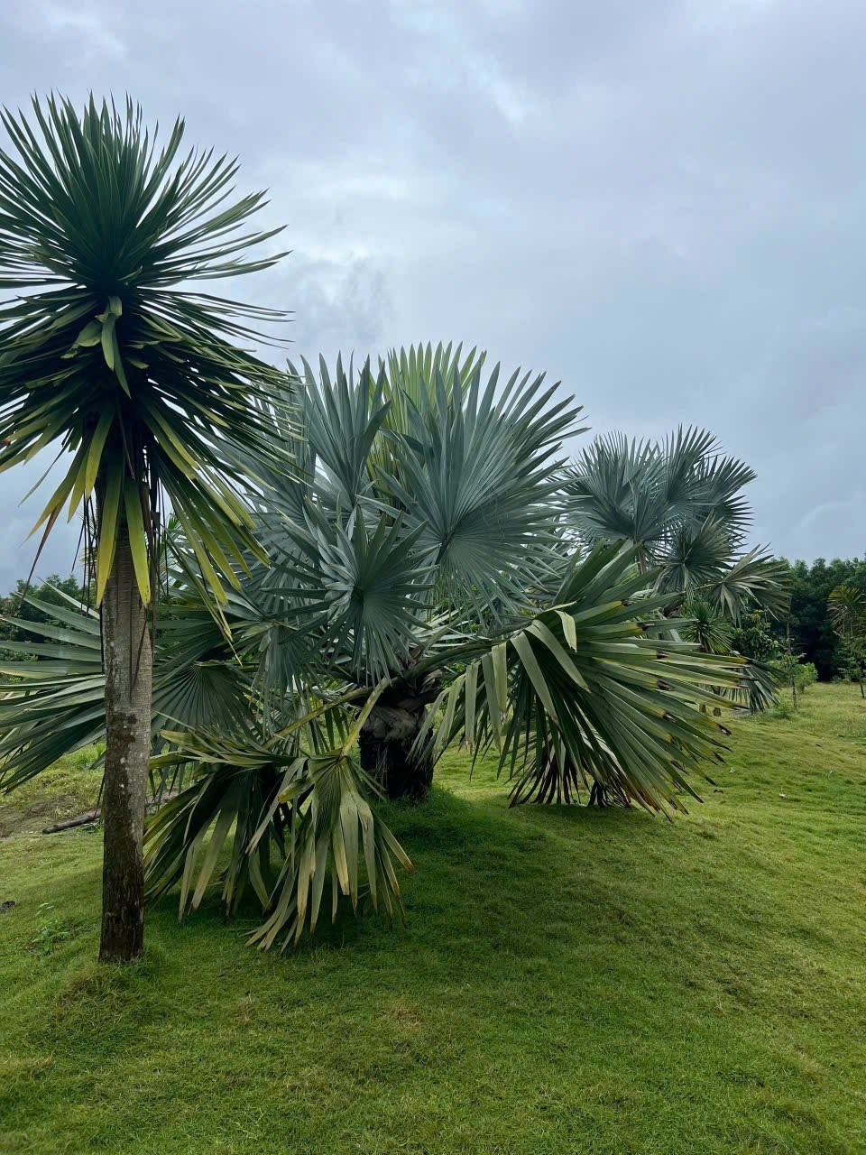 Đất nền 47.000m² tại Long An, Long Thành, Đồng Nai - Đầu tư lý tưởng gần sân bay!