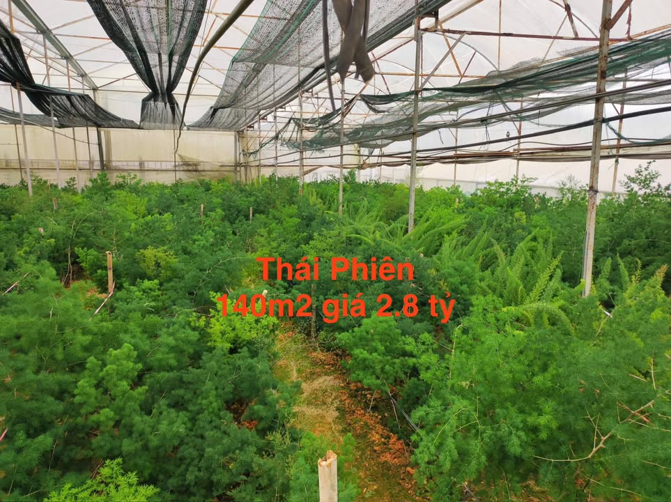 Đất nền 140m² Thái Phiên Đà Lạt chỉ 2.8 tỷ - Tiềm năng sinh lời cao!