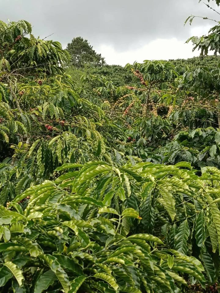 Đất đẹp Lâm Hà 7000m² giá 2.3 tỷ - Cơ hội đầu tư sinh lời!